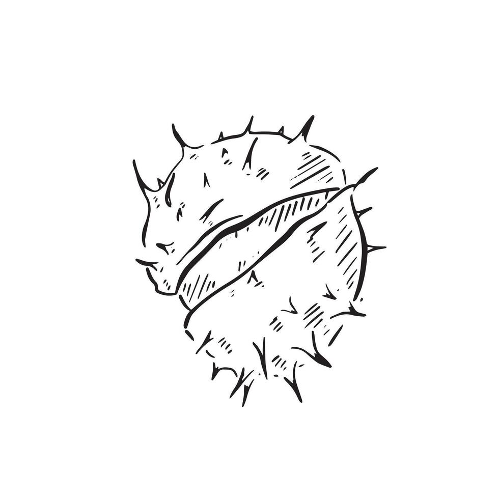 A line drawn conker fallen from a horse chestnut tree. Spiked nature nut drawn by hand and vectorised. vector