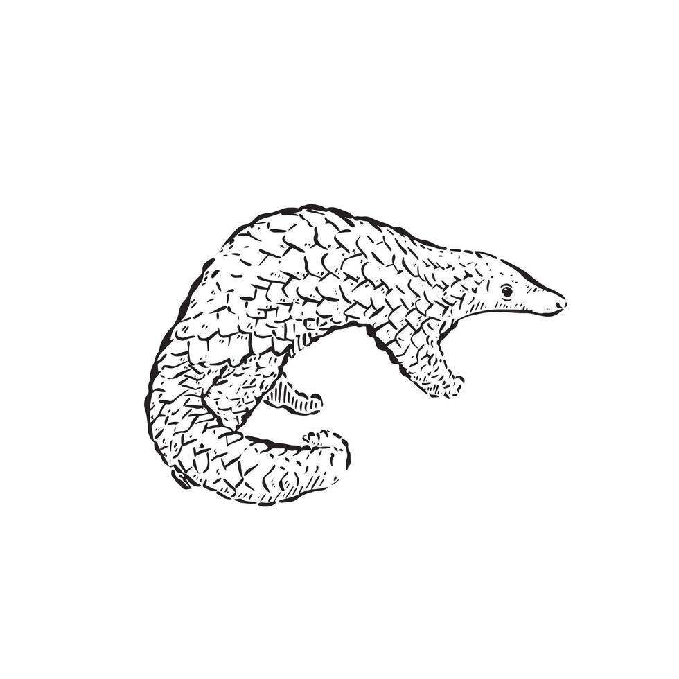 Pangolin drawn in black and white. Endangered animal, safari, scales vector