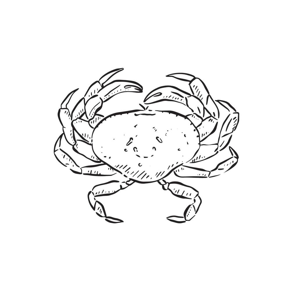 Crab birds eye view, drawn by hand in black sketch style. Line drawn sea life illustration. vector