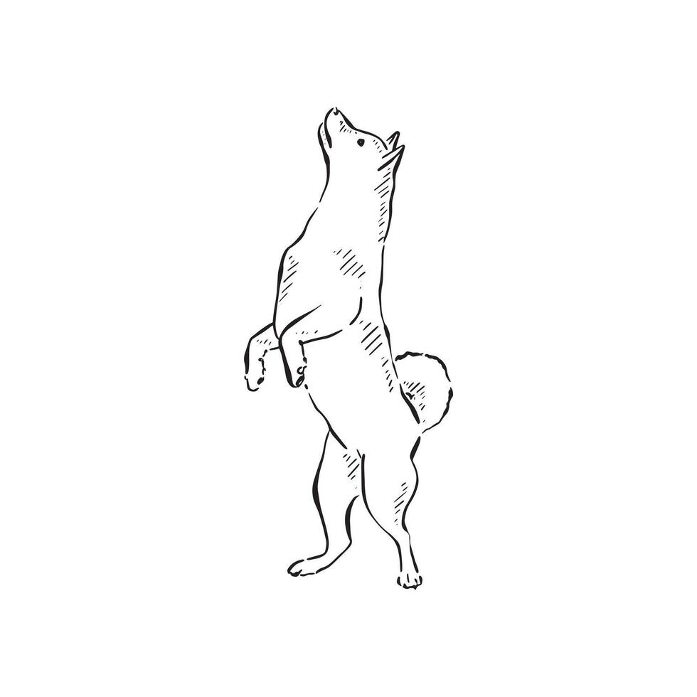 A husky dog on its hind legs facing left. Hand drawn in black and vectorised for a variety of uses. vector