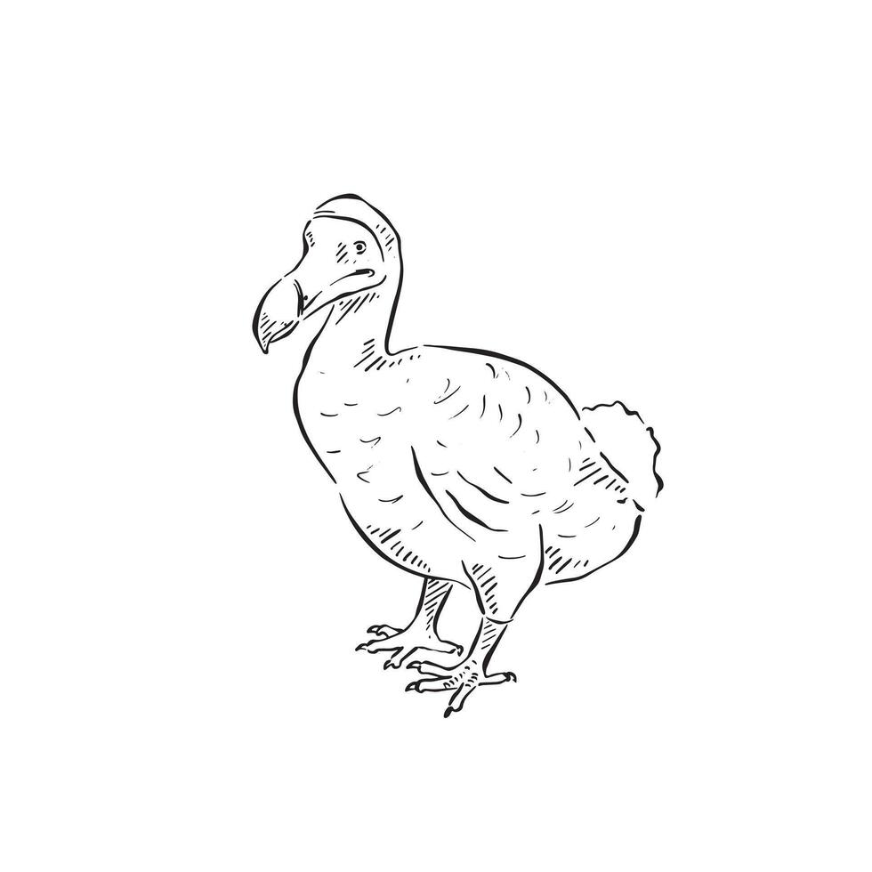 A line drawn dodo. An extinct flightless bird , drawn by hand in black and white. These birds lived in Mauritius and went extinct in the 1600's. vector