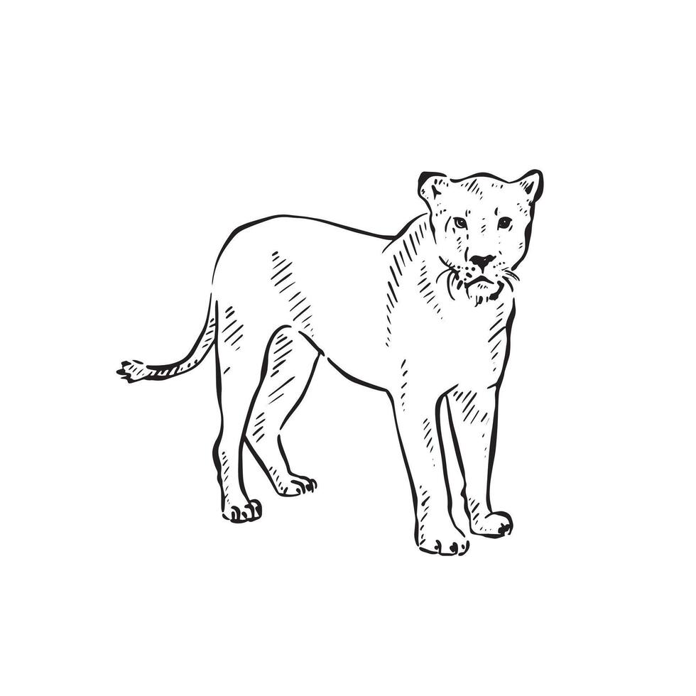 A lioness drawing in black and white line. vector