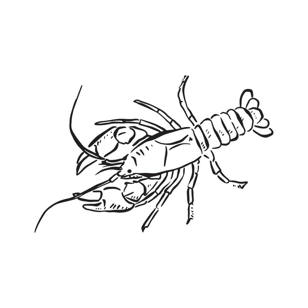A hand drawn crayfish in black and white. An aerial view in a sketch style, vectorised for a variety of uses including menus and logos. vector