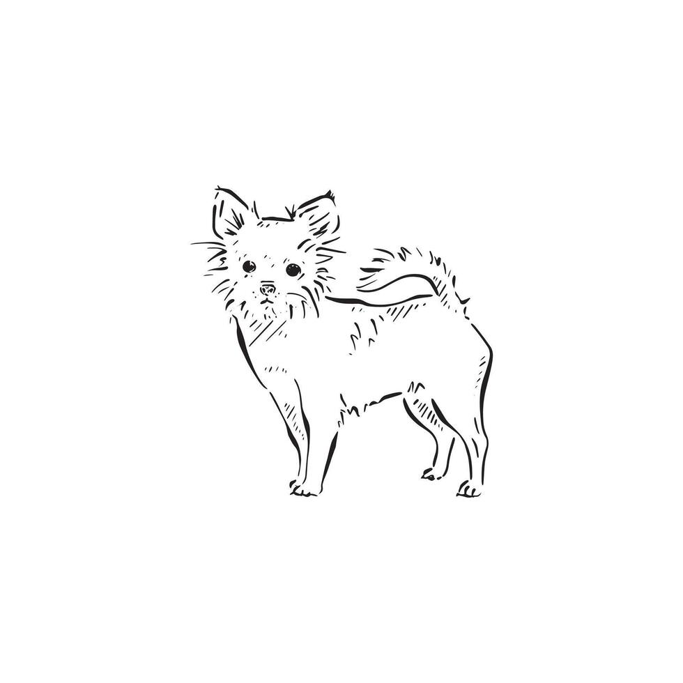 A chihuahua illustration in black and white sketch style. Canine handbag dog, cute illustration, drawn by hand in a sketch style. vector