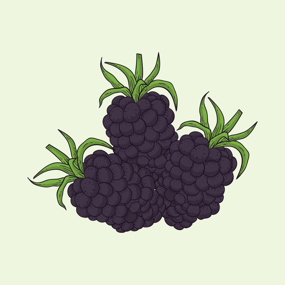 Blackberries Fruit Flat Design Cartoon illustration vector