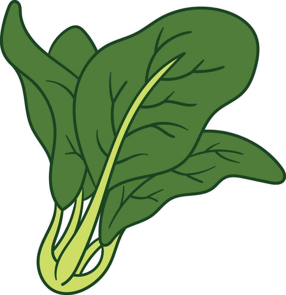 Fresh green spinach leaves illustration vector