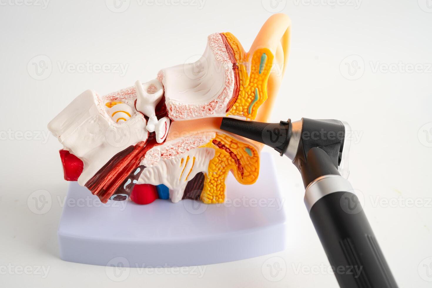 Otoscope with model for audiologist or ENT doctor use otoscope checking ear and photo