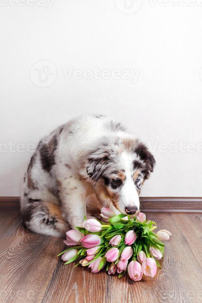Aussie puppy in blue marble color looks at or sniffs bouquet of pink tulips vertical photo
