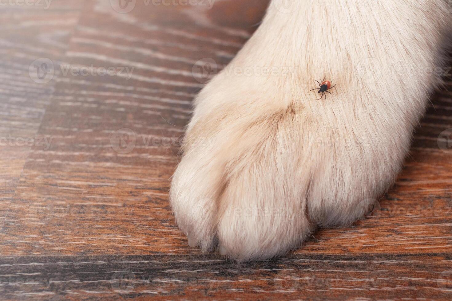 Tick on a dog's paw, close up photo macro, copy space