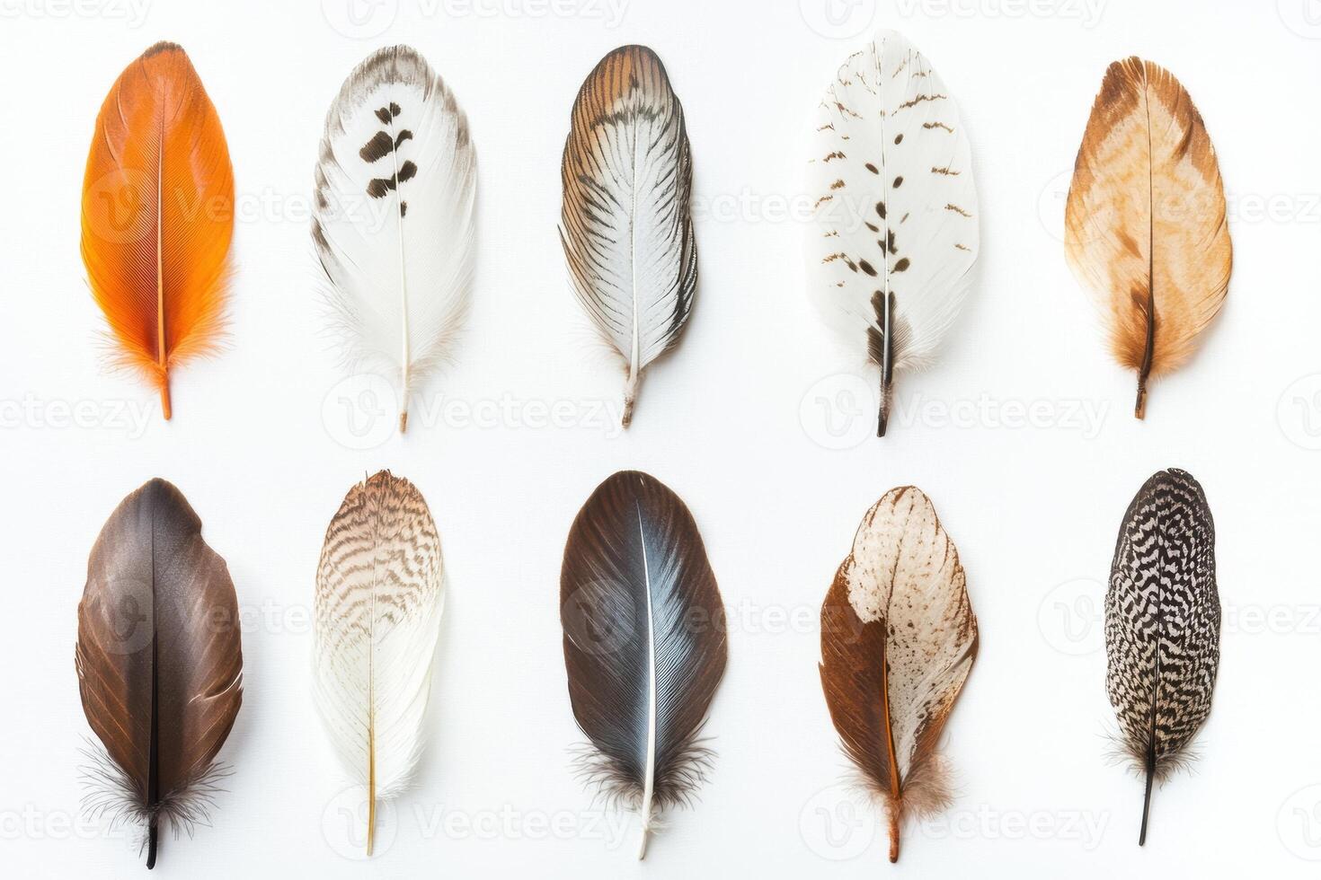 A collection of colorful feathers arranged in a grid pattern on a white background photo