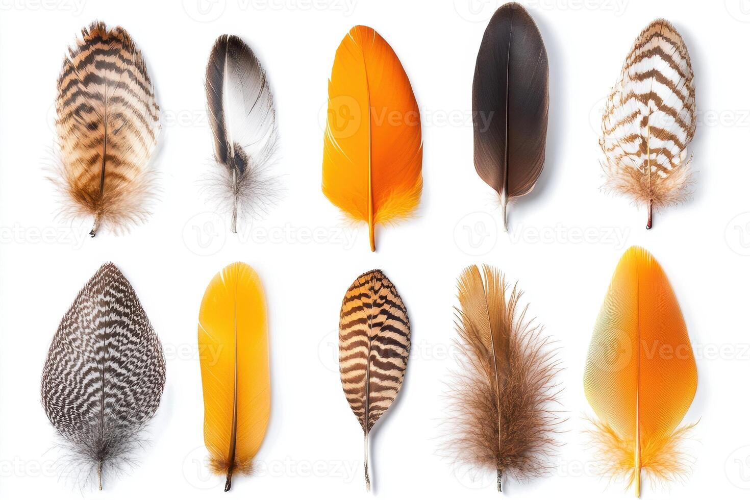 A collection of colorful feathers arranged in a grid pattern showcasing various textures photo