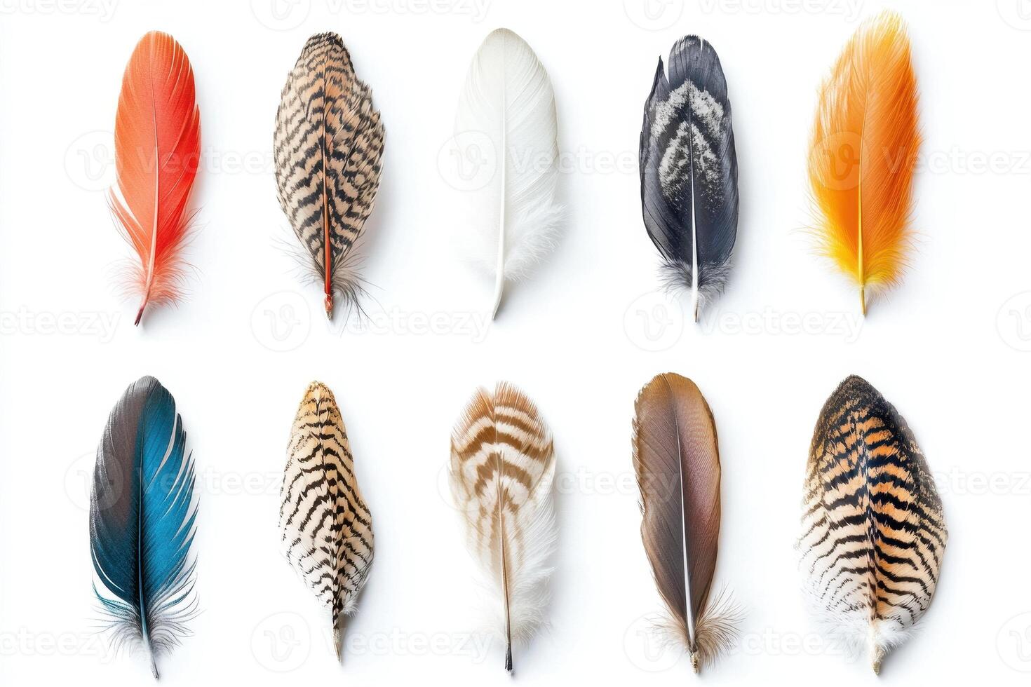 A collection of colorful feathers arranged in a grid pattern photo