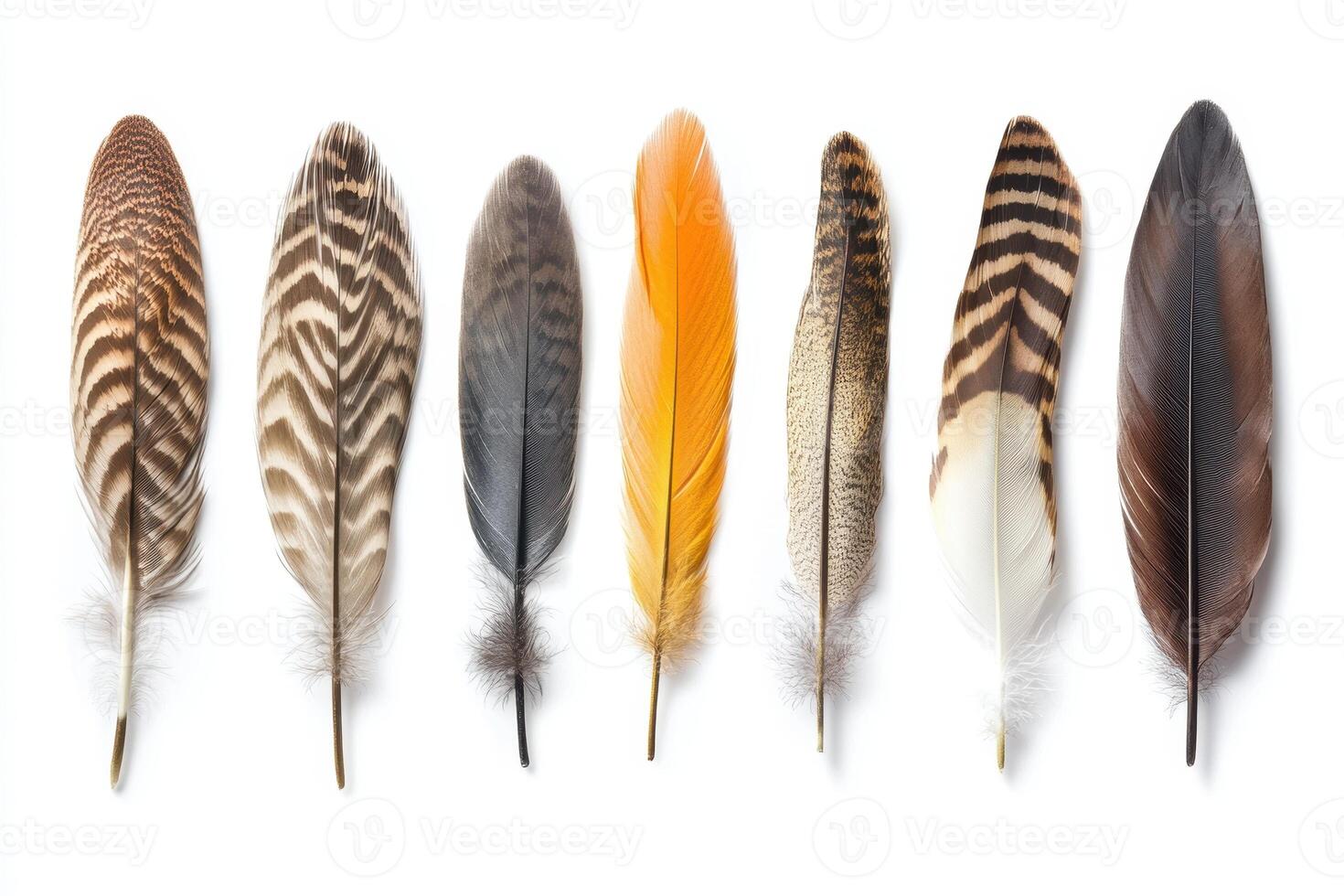 A collection of colorful feathers arranged in a row, showcasing various patterns and textures photo