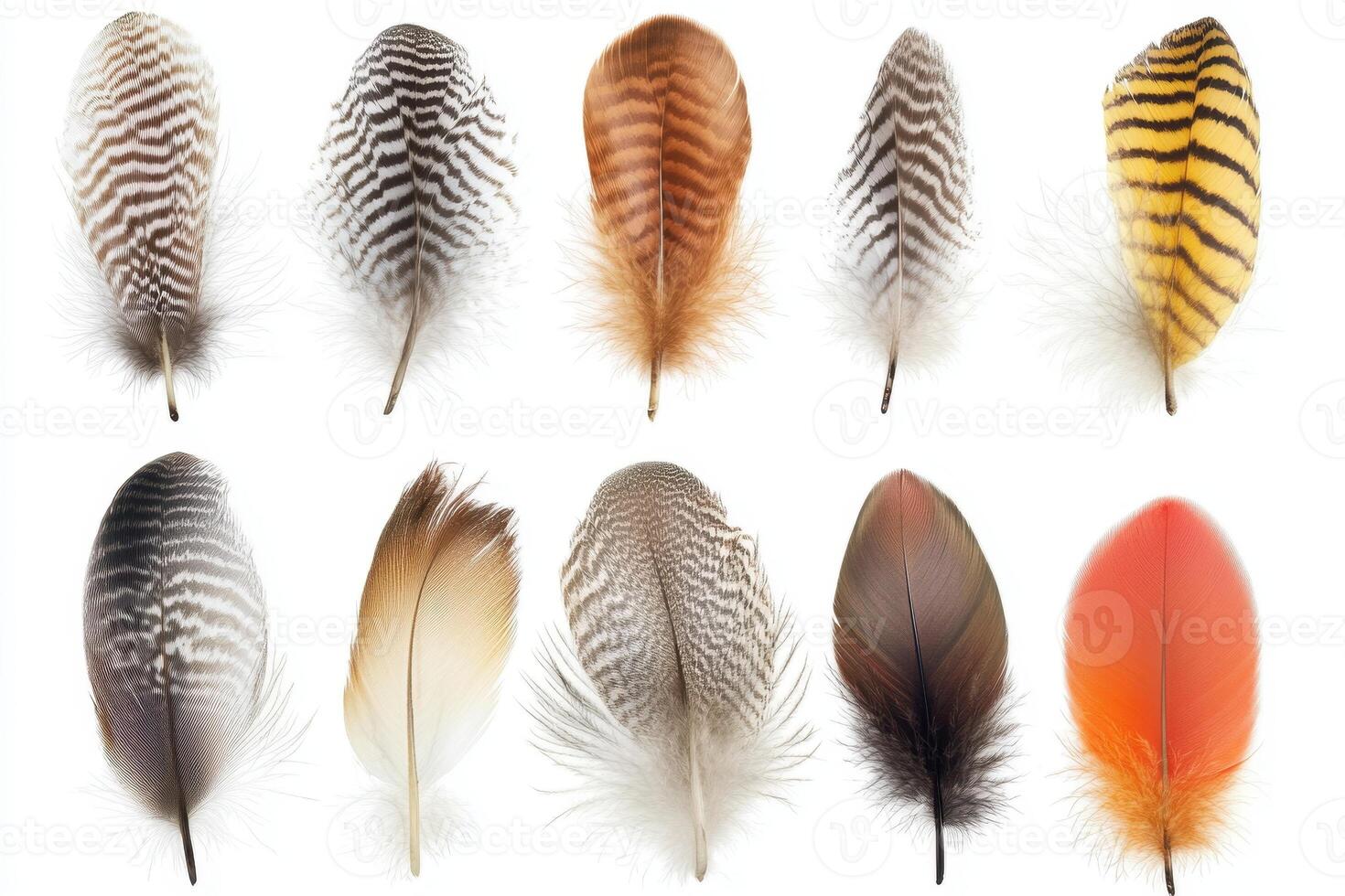 A collection of colorful bird feathers showcasing various patterns and textures photo