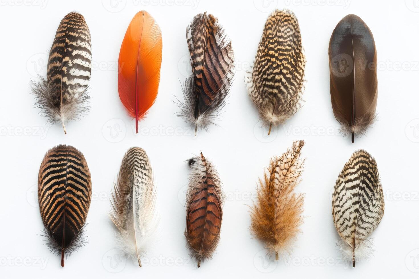 A collection of colorful feathers arranged in a grid for artistic display. photo