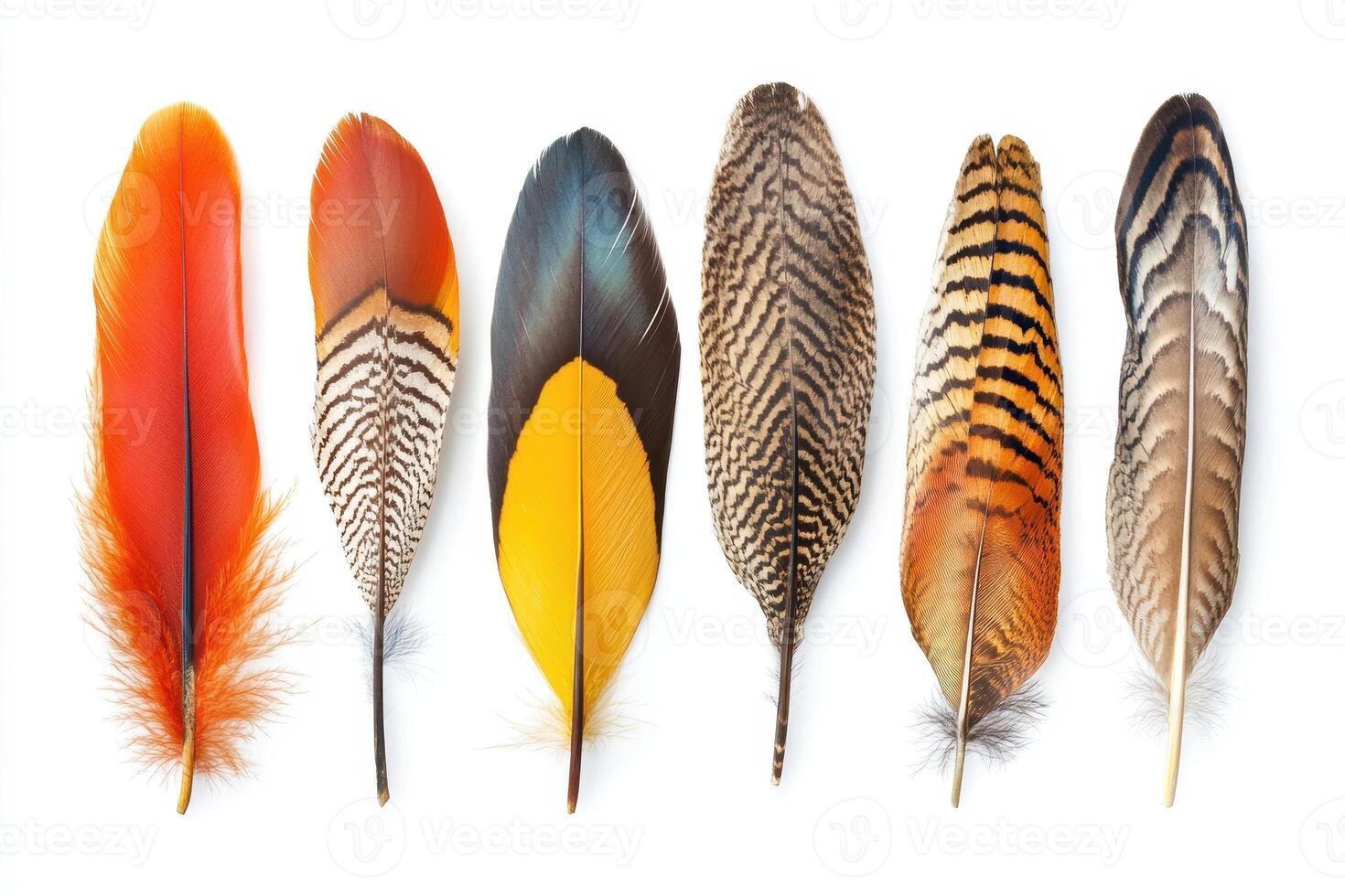 A collection of colorful feathers arranged in a row against a white background photo