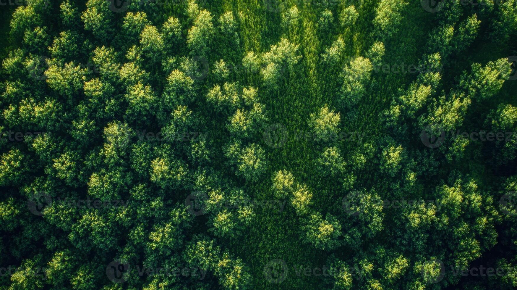 Aerial view of lush green trees creating a dense forest canopy. photo
