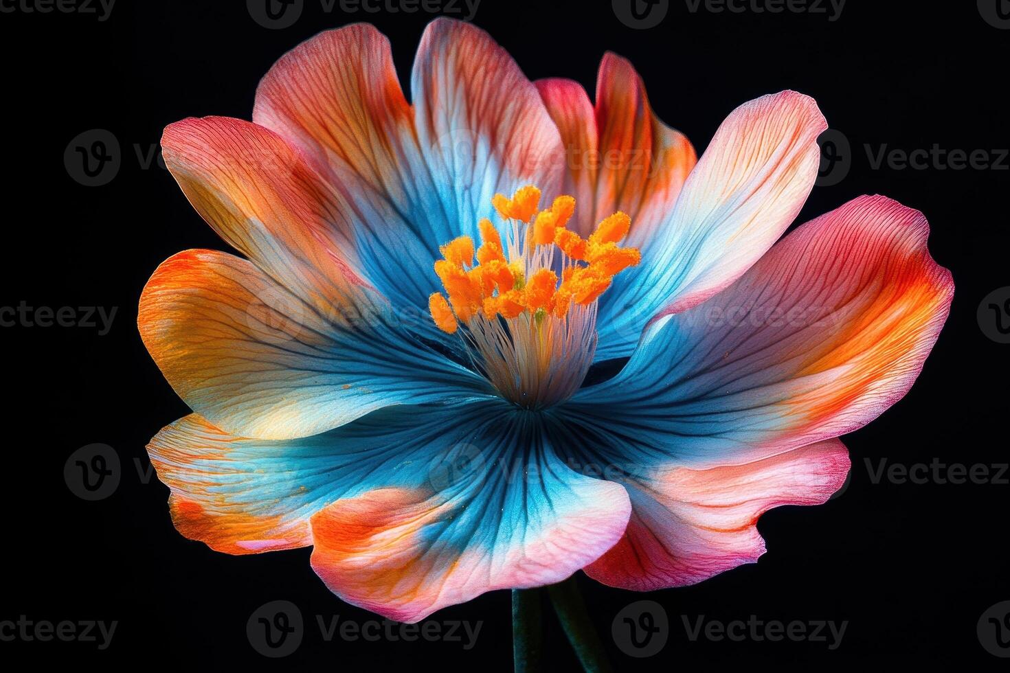 A vibrant, artistic flower with gradients of blue, orange, and pink against a dark background photo