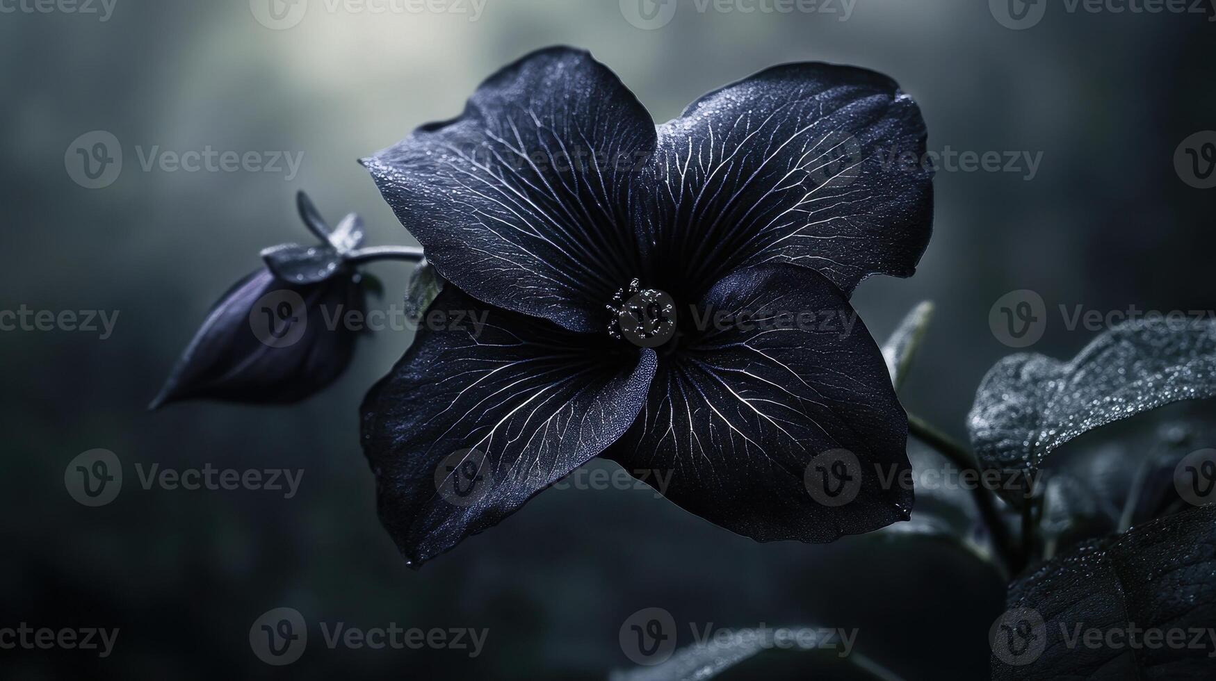 A close-up of a dark flower with intricate details against a muted background photo