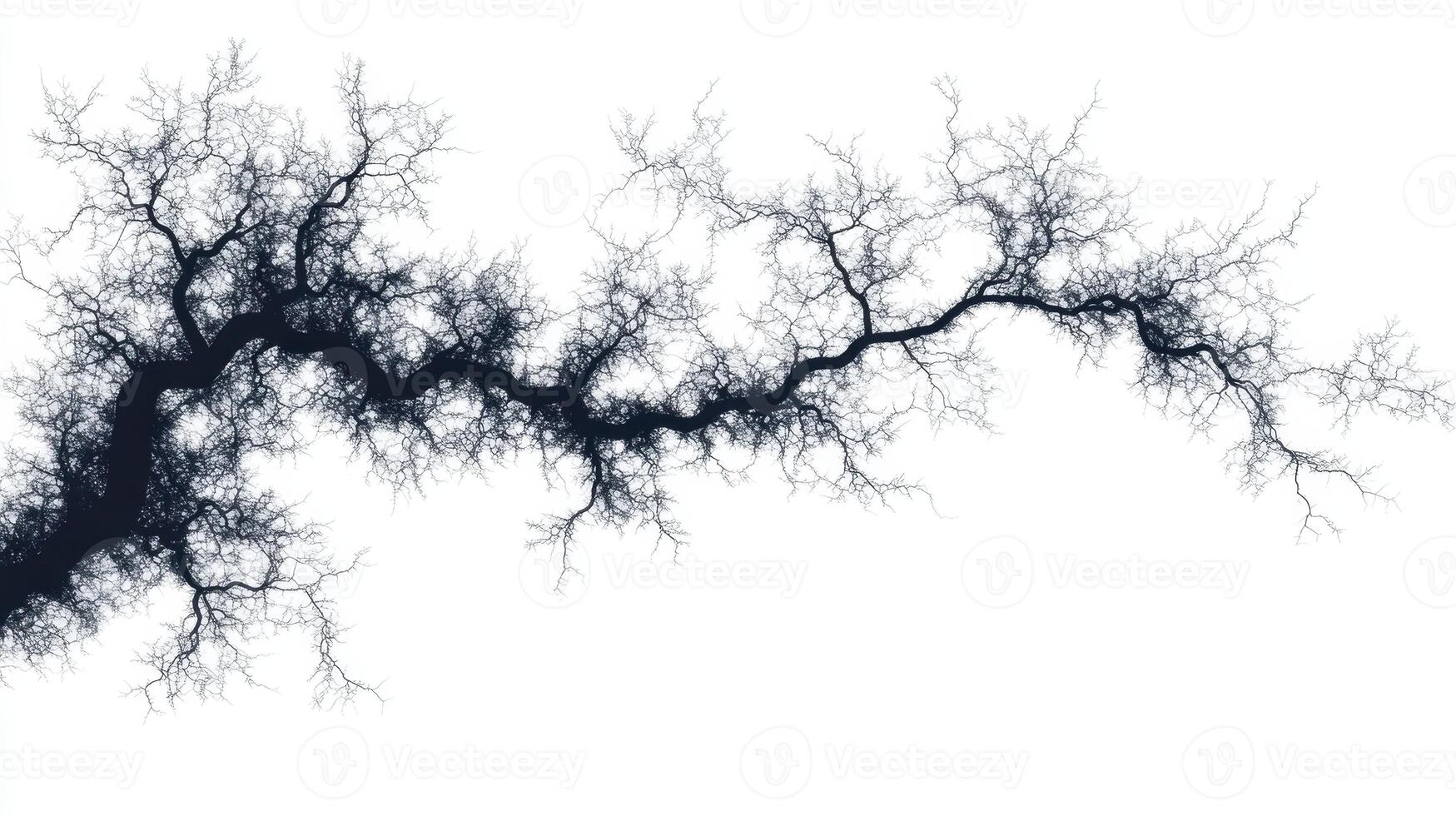 A fractal-like pattern resembling branches or veins on a white background. photo