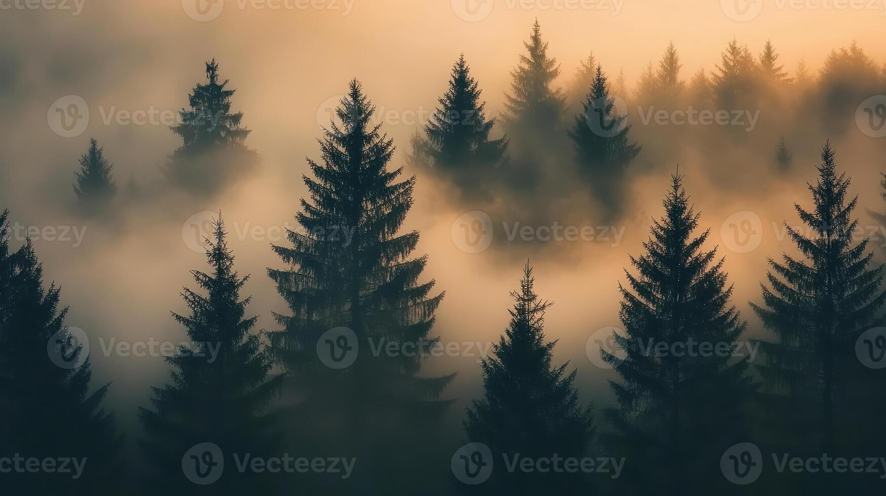 A misty forest at dawn, with silhouettes of evergreen trees emerging from fog photo