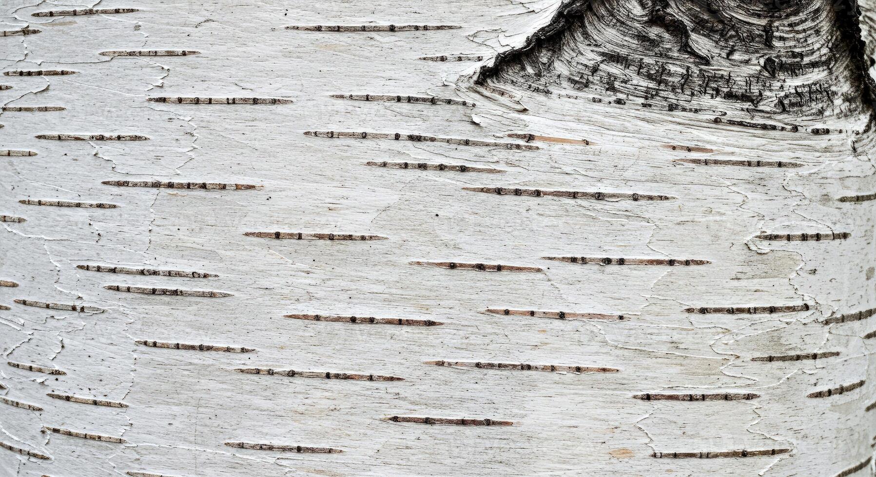 Sleek Birch Bark Texture with White and Gray Hues and Fine Horizontal Lines photo