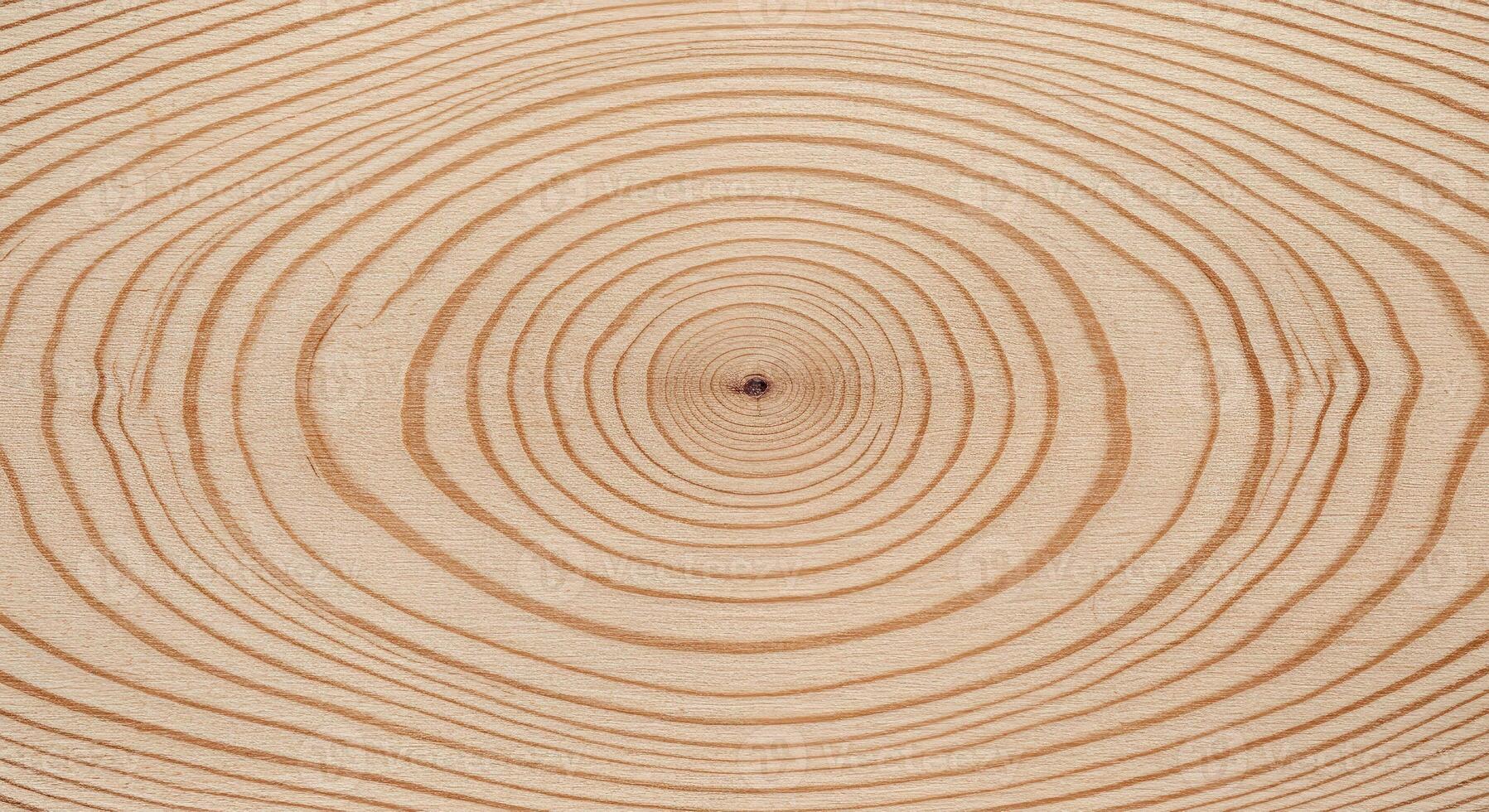 Refined Birch Tree Cut with Even Surface and Faint Growth Ring Details photo