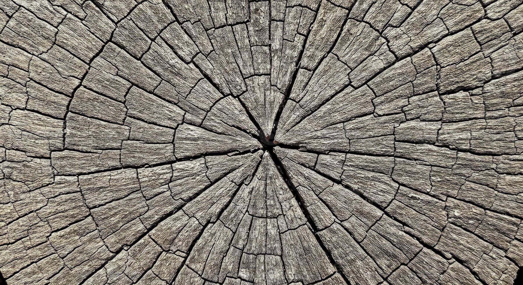 Fractured Elm Tree Stump with Jagged Edges and Prominent Ring Patterns photo