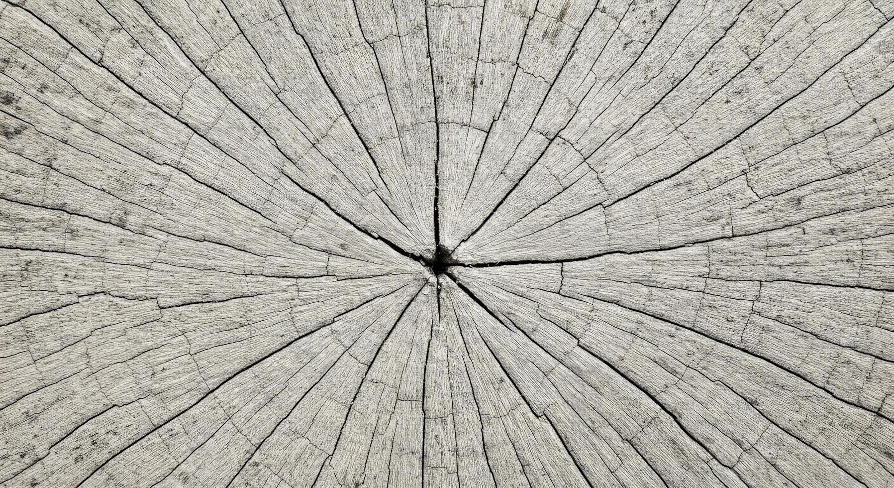 Pale Gray Maple Stump with Weathered Surface and Faint Growth Rings photo