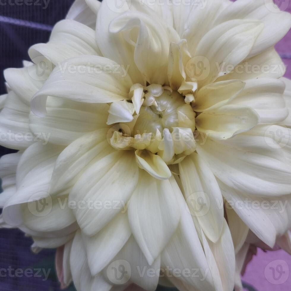 A picture of colorful dahlia flower petals blooming in the garden. photo