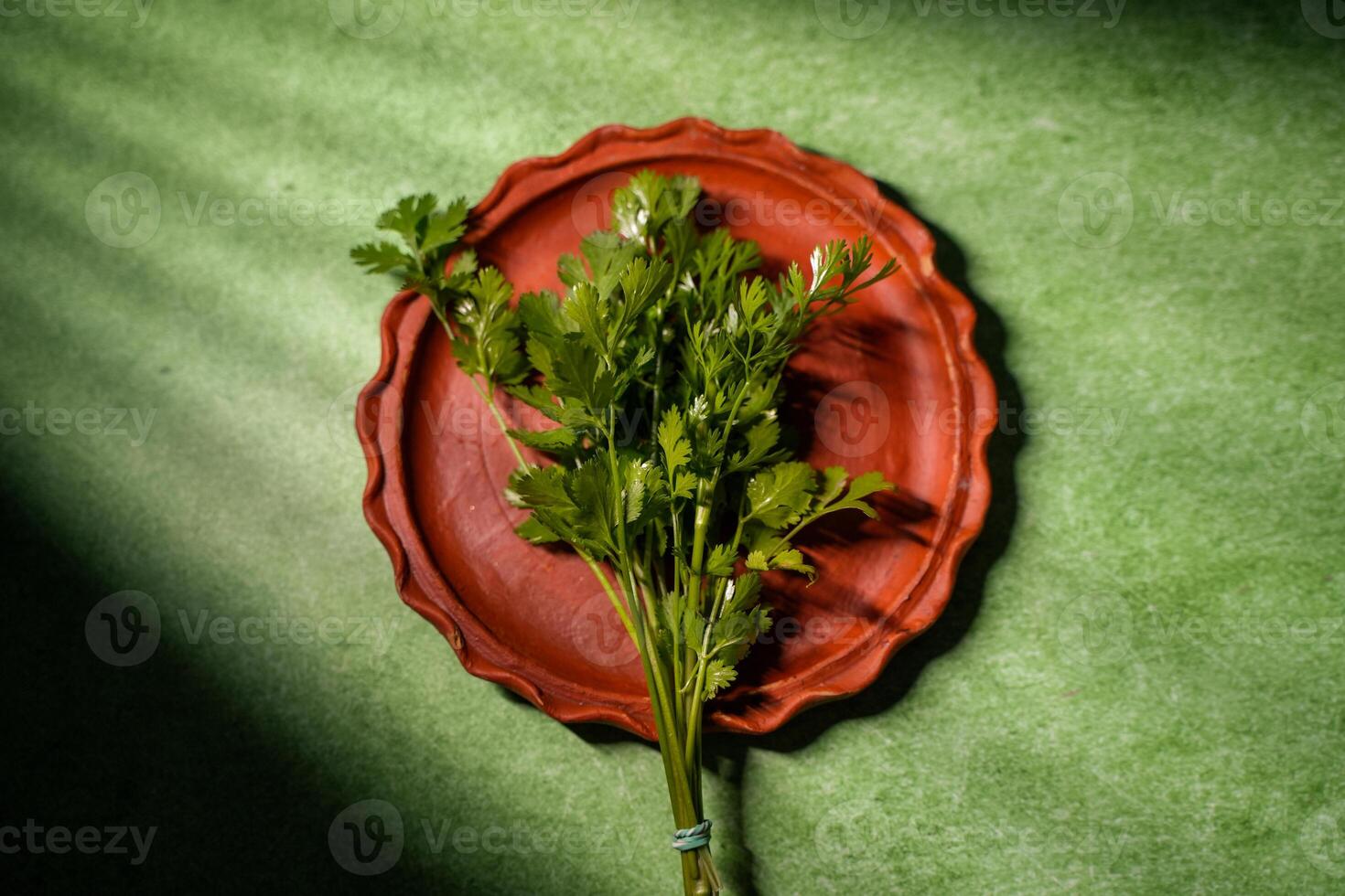 Coriander leaves are a winter crop. They are also eaten cooked. photo