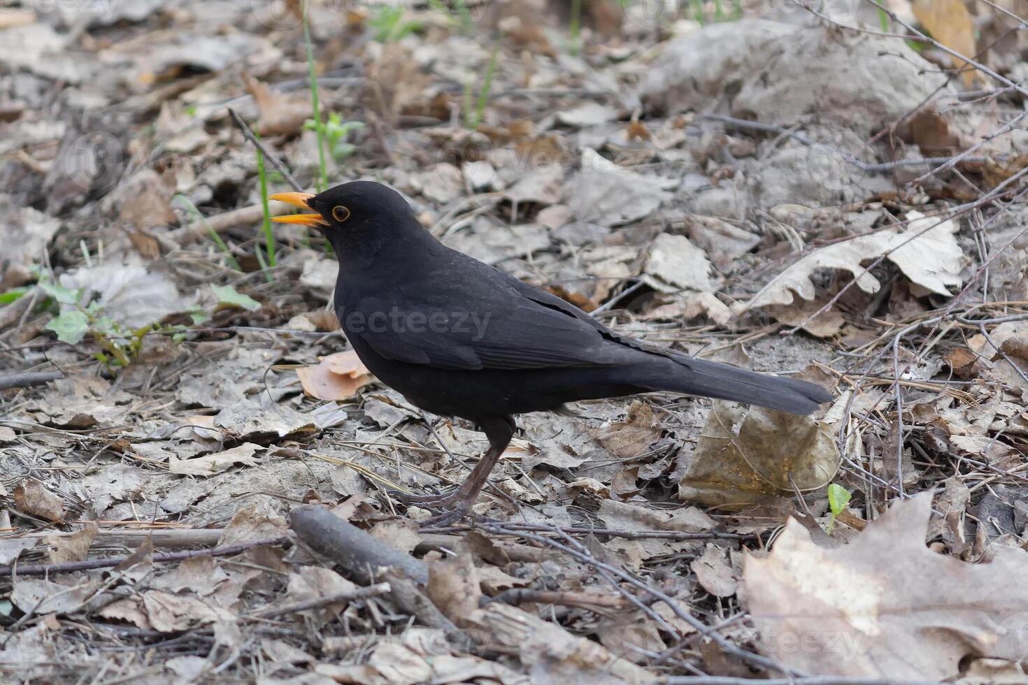 Blackbird on the ground in the park photo
