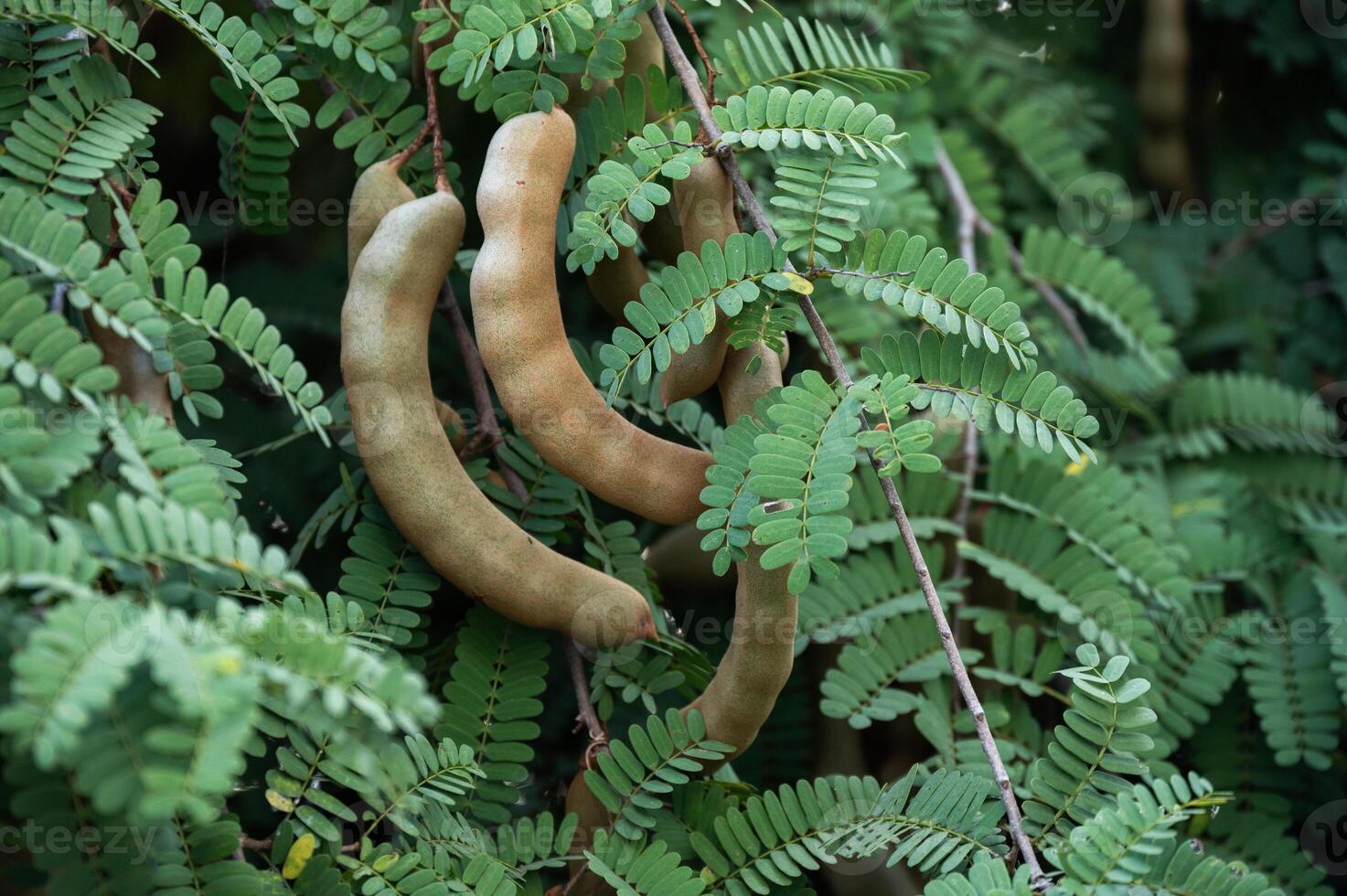Tamarinds growing on tree. This fruit contains a high amount of potassium which might help with blood pressure and heart rate. photo