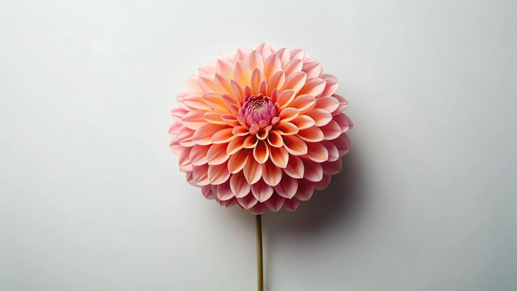 A large pink flower on a stick photo