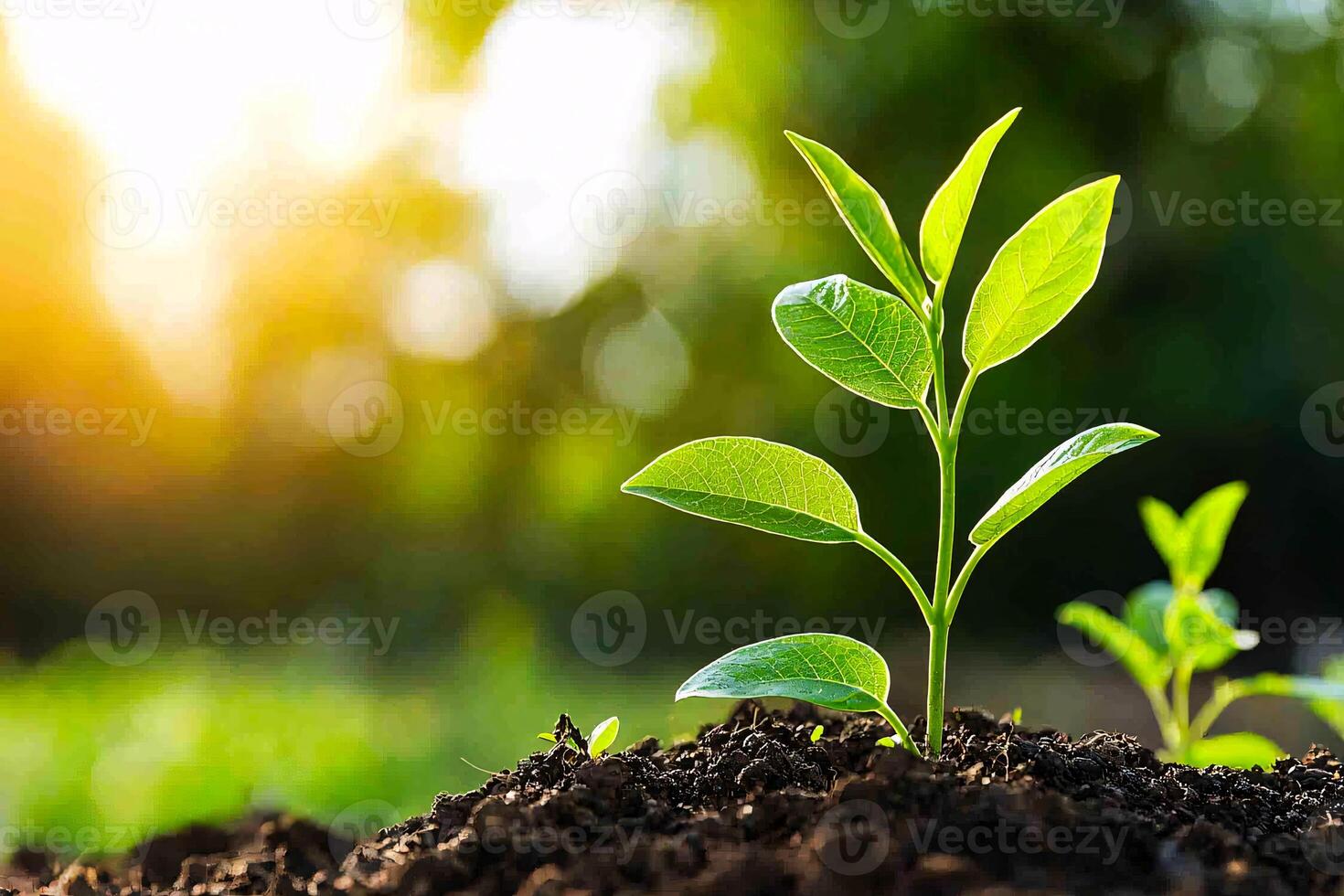 Fresh green leaves sprout on tree branches, a sign of new beginnings with soft sunlight filtering through photo