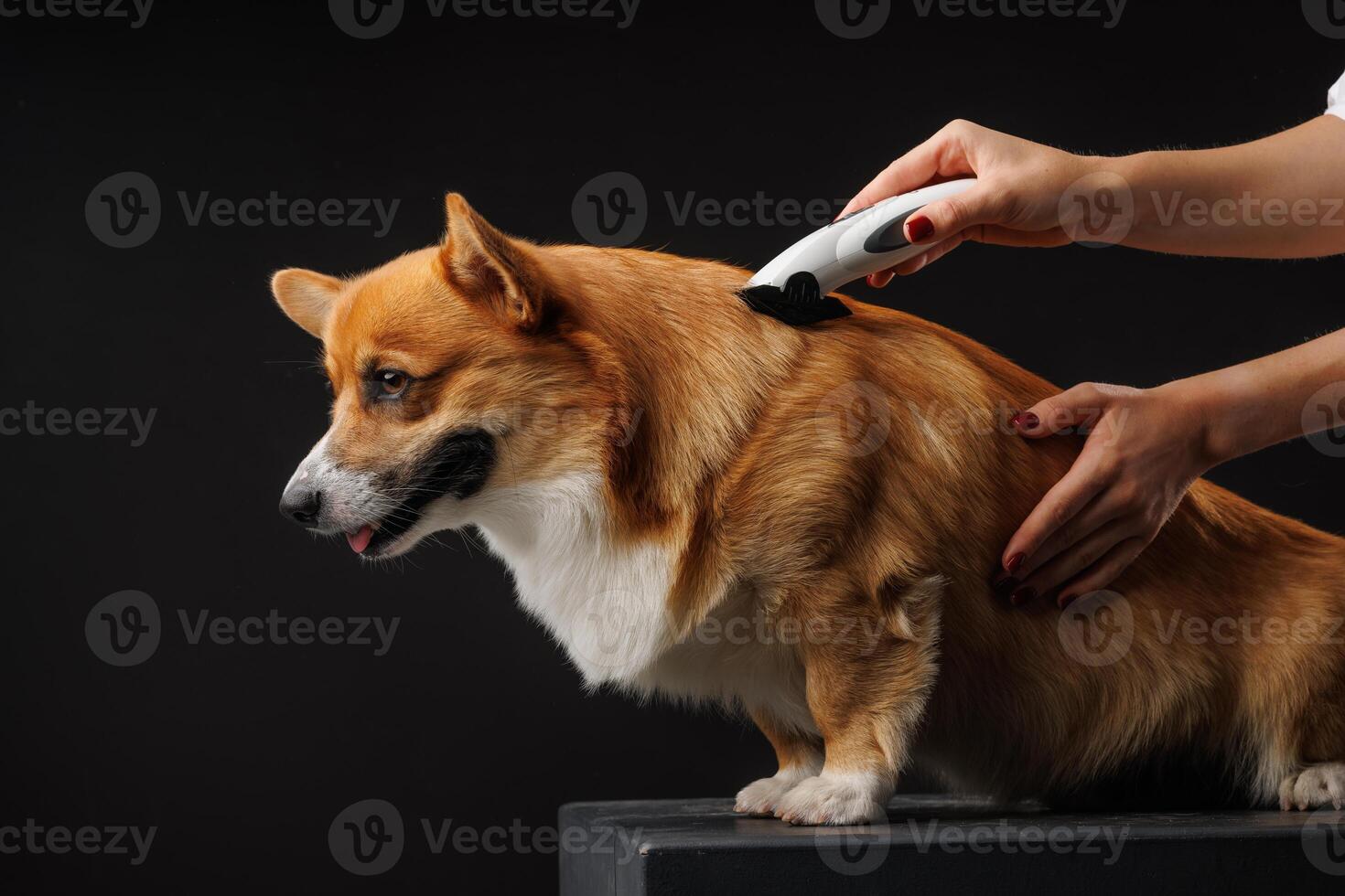Corgi dog being groomed with clipper by groomer, close-up in studio on black background. photo