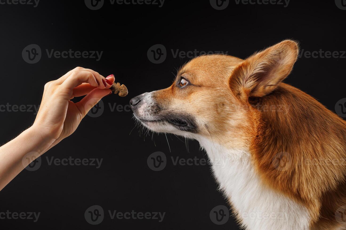Corgi dog sniffs treat held by hand, close-up view against black studio background. photo