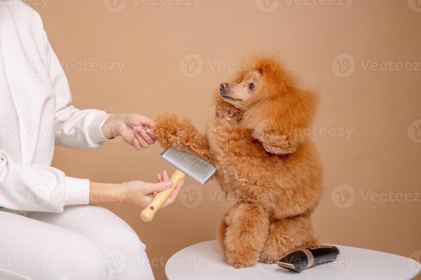 Red poodle getting paw brushed by groomer using slicker brush during grooming on beige background. photo