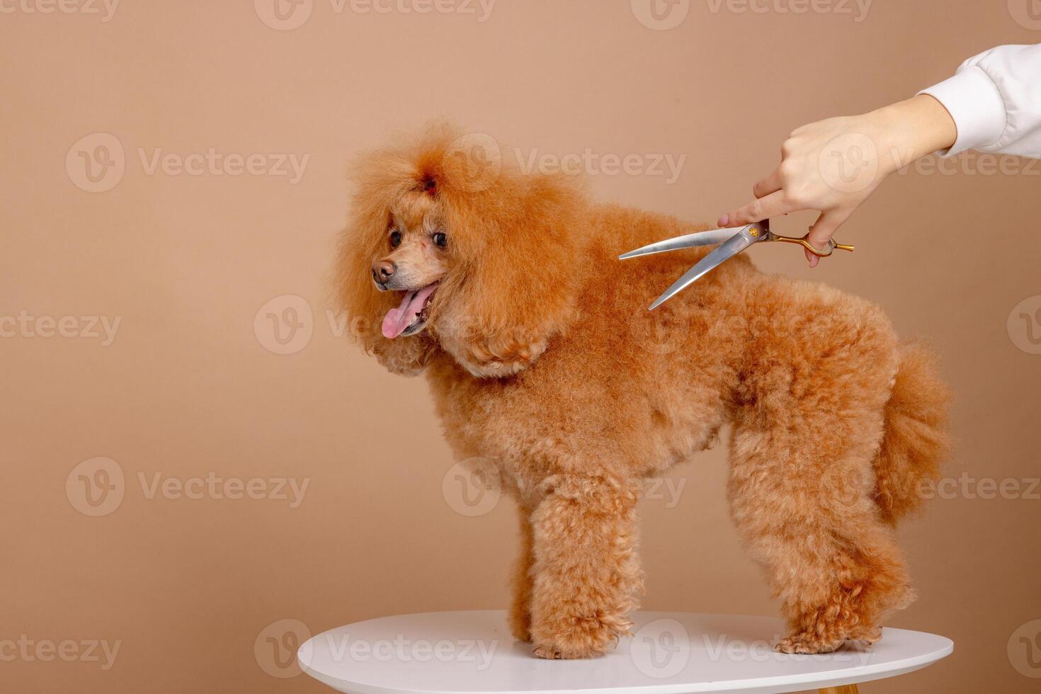 Red poodle being trimmed with scissors on grooming table in pet salon, beige studio background. photo
