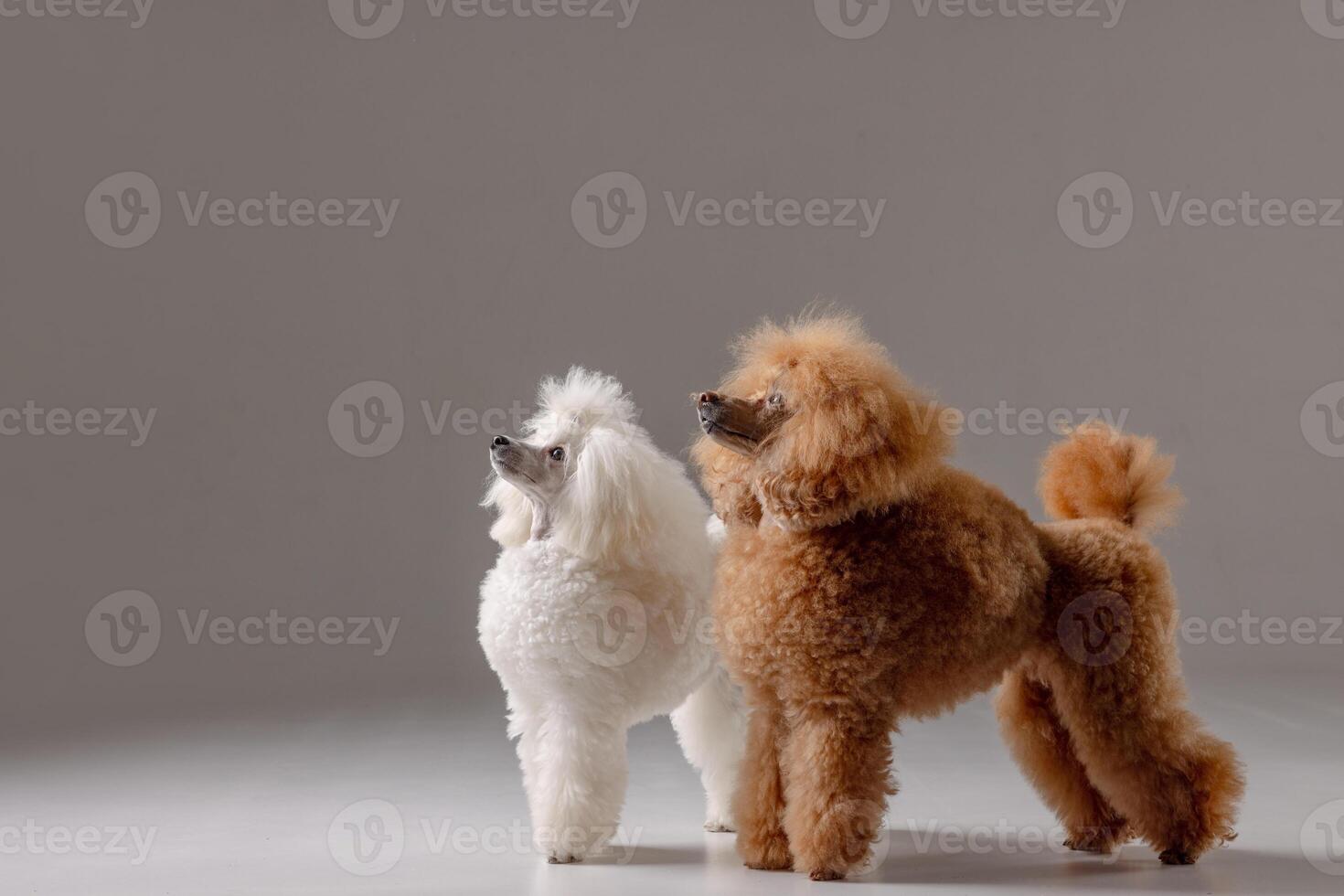 Two poodles posing side by side in studio, alert and looking up with focused expressions. photo