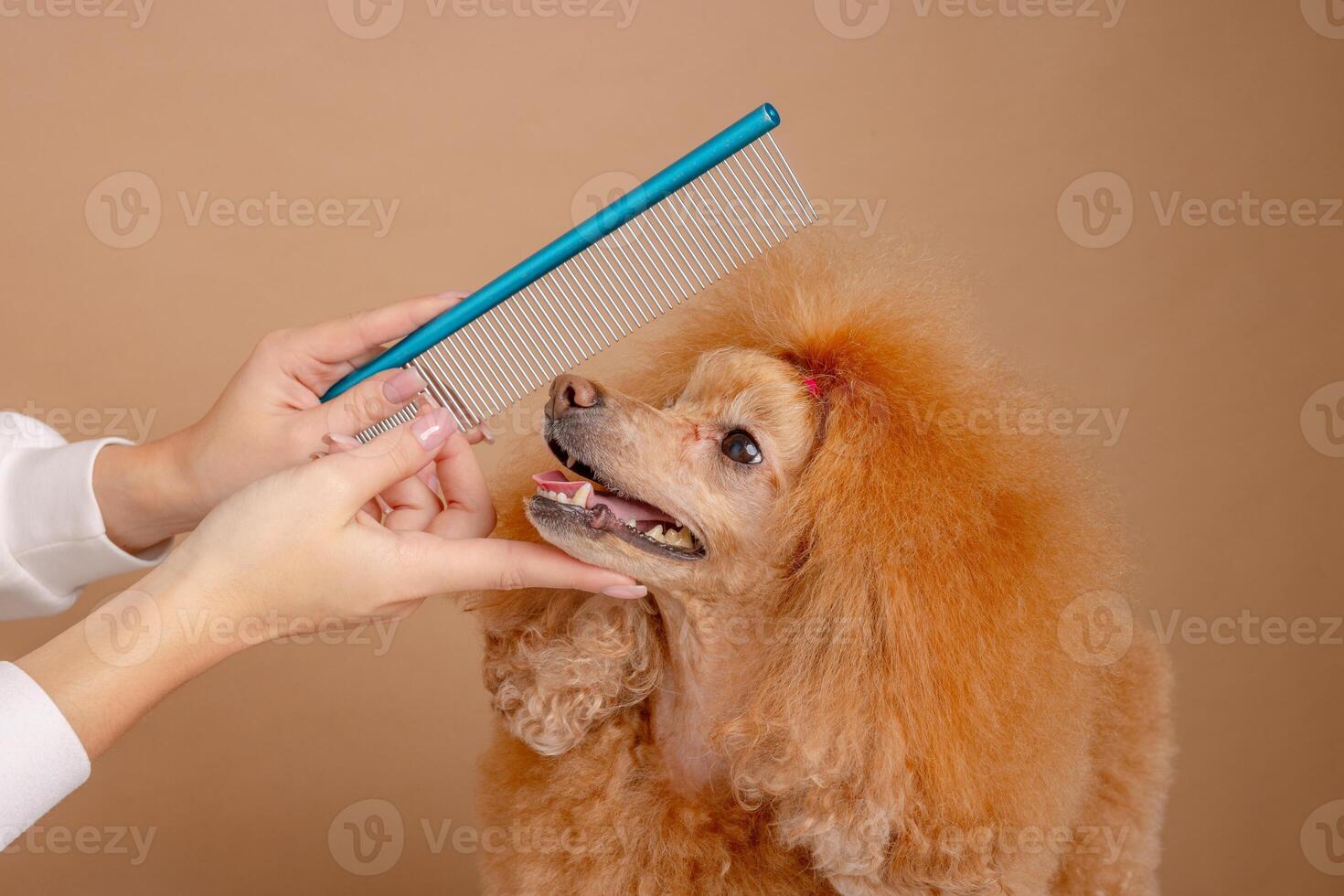 Smiling red poodle being combed by groomer with metal comb during professional grooming. photo