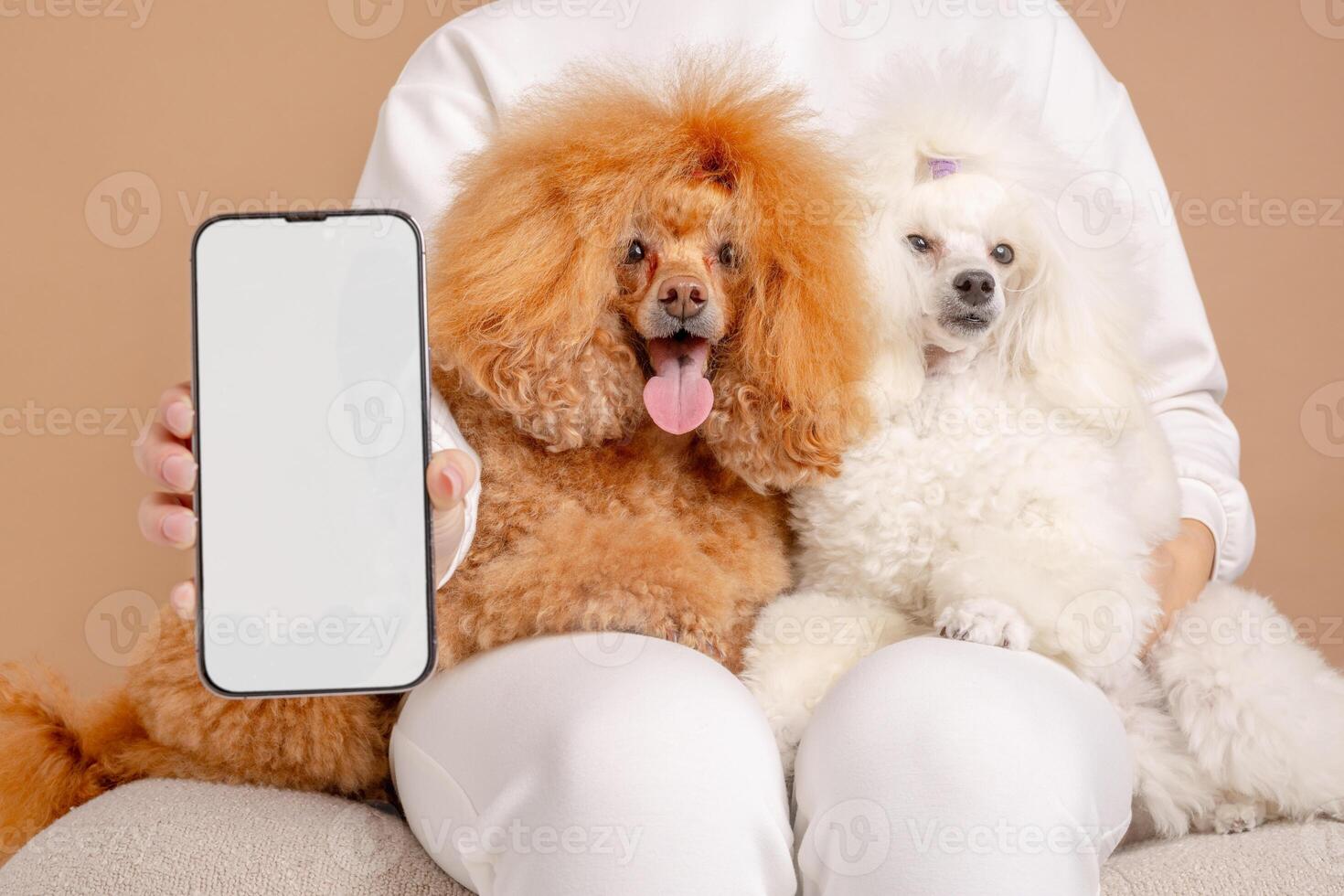 Blank phone screen held near two poodles sitting on owner's lap, ideal for pet app mockup. photo