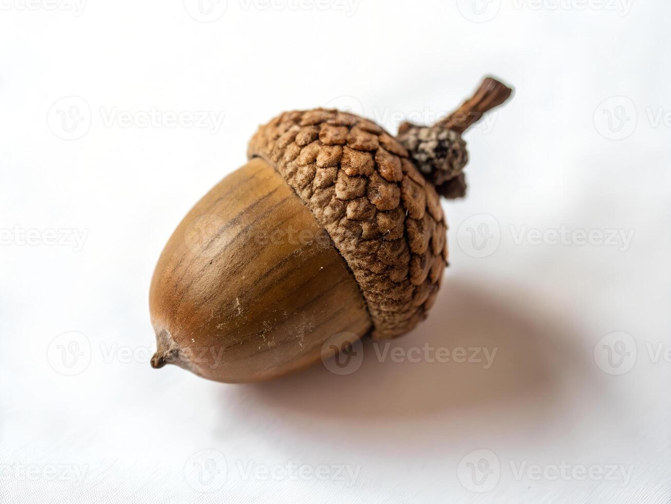 Acorn isolated on white background top view photo