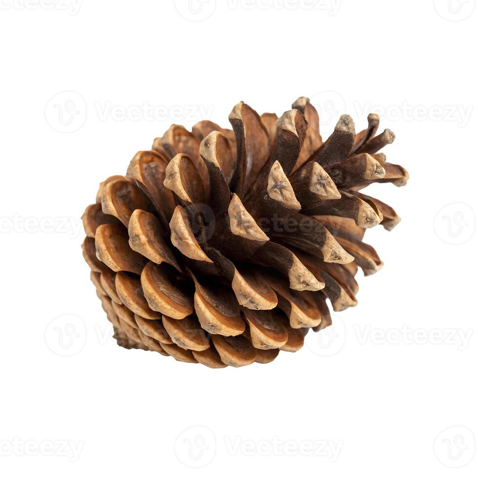 Pinecone Isolated on White photo