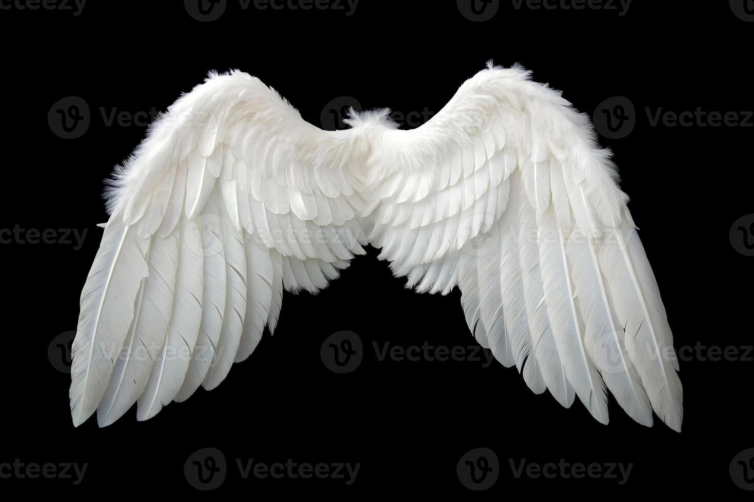 Angel Wing on a Black. photo