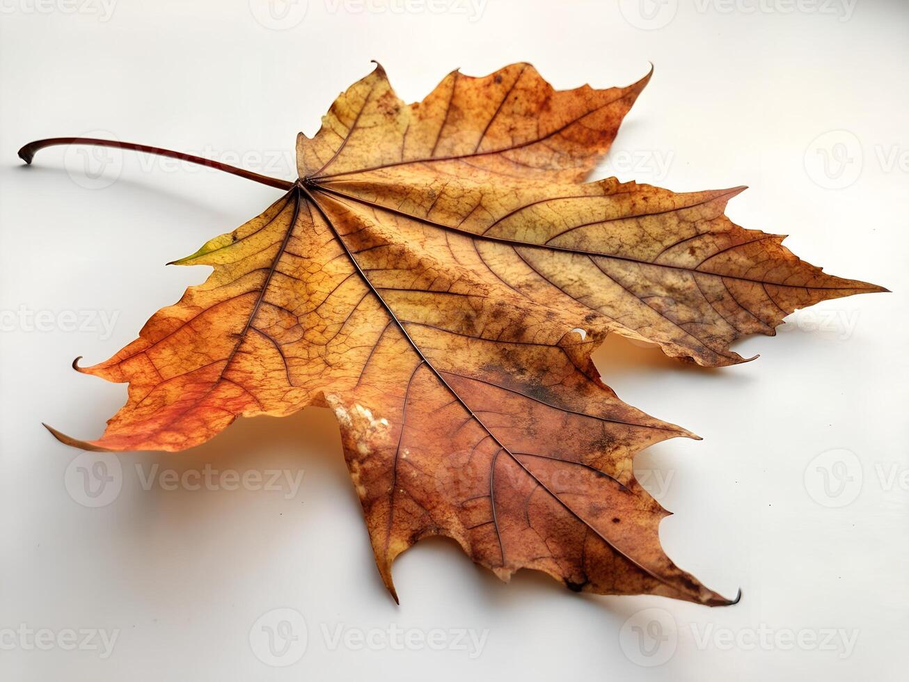 Fallen dry leaf isolated on white background photo