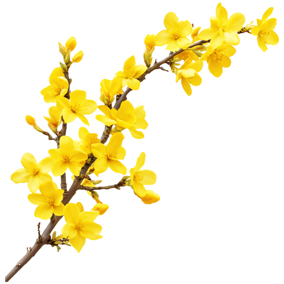Vibrant Yellow Forsythia Spring Branch Clipart png