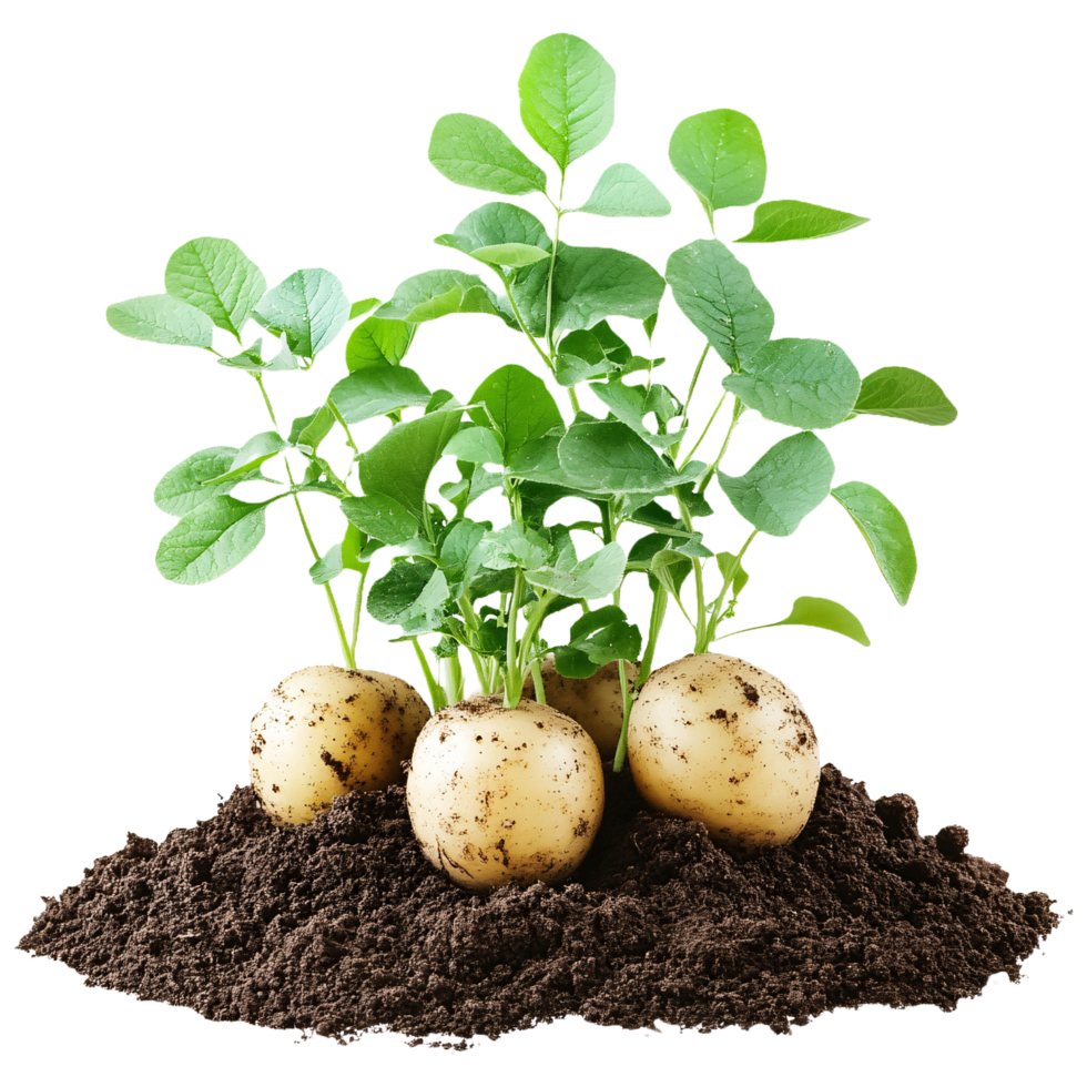 Potatoes Growing in Soil with Fresh Green Shoots png