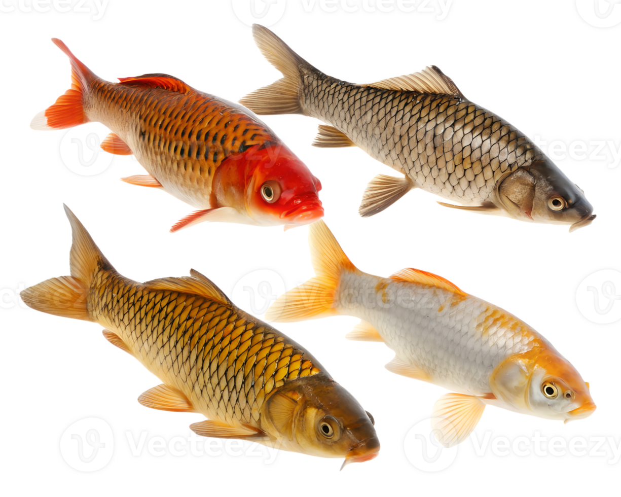 Collection Set of Carp fish swimming in different perspectives isolated on a transparent background png