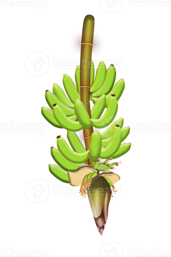 Banana Bunch Tree png